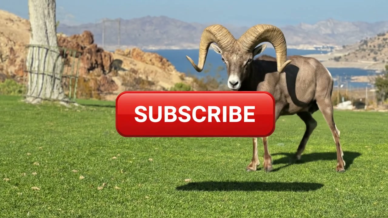 Bighorn ram standing behind a red Subscribe button at Hemenway Park